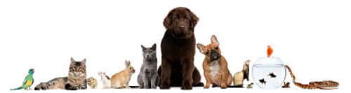Group of pets sitting in front of white background