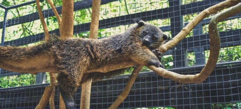 An animal on tree branch in a zoo in one of the best kid-friendly places in Fairfield County 
