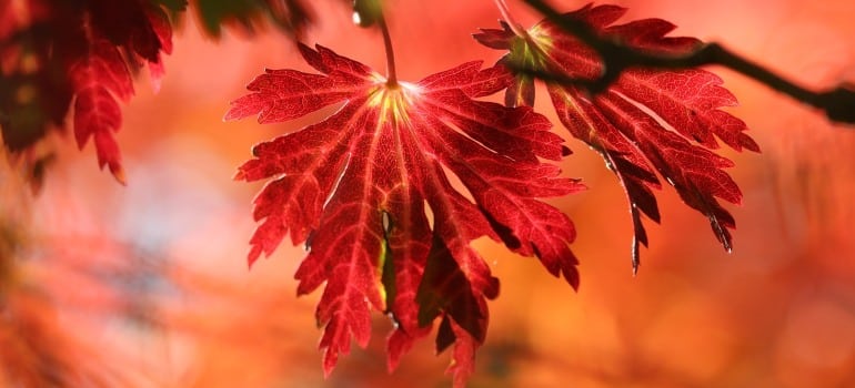 A few colorful fall leaves