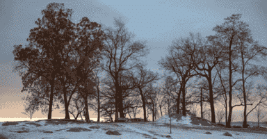 Couple of trees in winter located in Trumbull, CT.