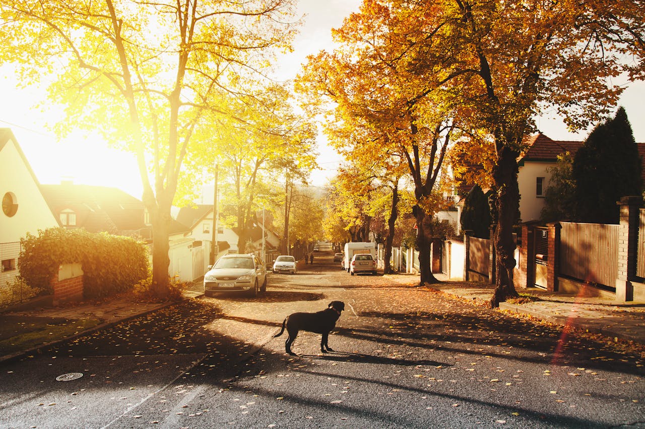 Dog on Concrete Road in one of the New Haven’s Best Neighborhoods