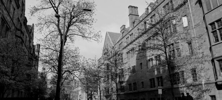 Road Between Trees and Buildings