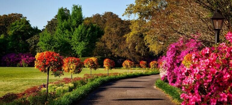Gray Concrete Pathway Besides Pink Flower during Day