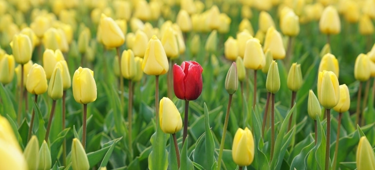 Yellow and red tullips 