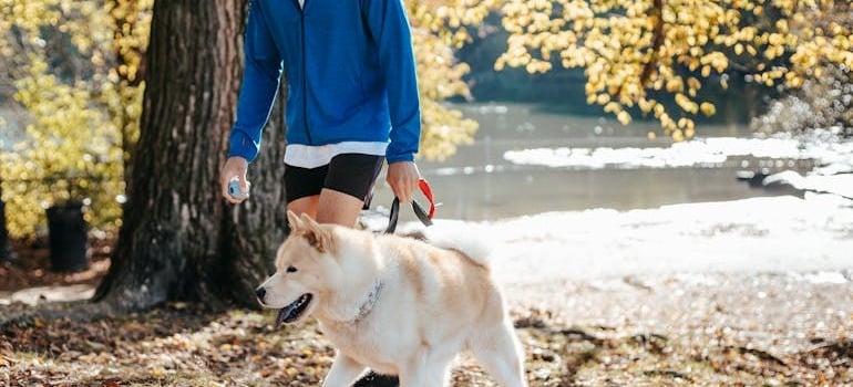 A person dog walking in Fairfield County
