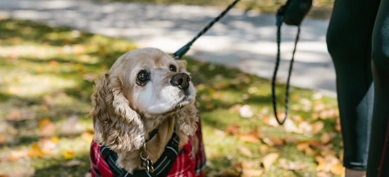 A dog with its owner in one of the pet-friendly parks in Fairfield County